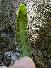 Microsorum pustulatum howense