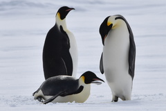 Aptenodytes forsteri