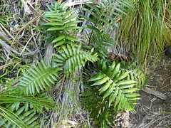 Asplenium milnei