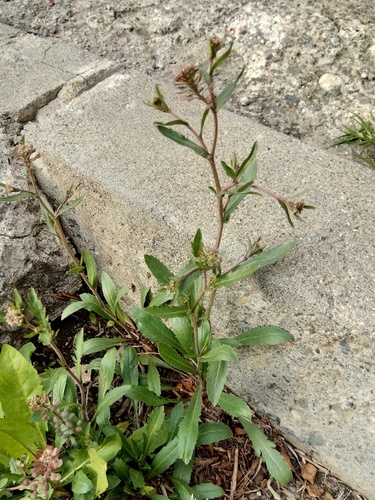 Lepidium chichicara