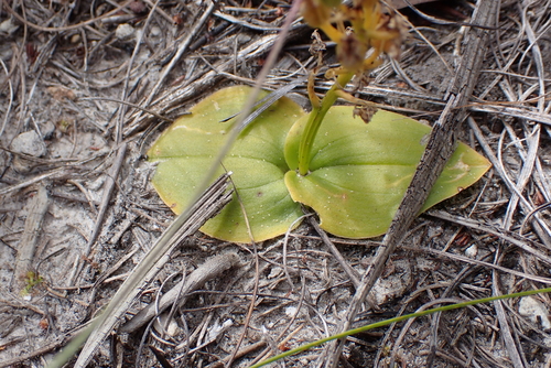 Cape Fly Orchid (Liparis capensis)