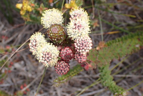 Potberg Kolkol (Berzelia cordifolia)