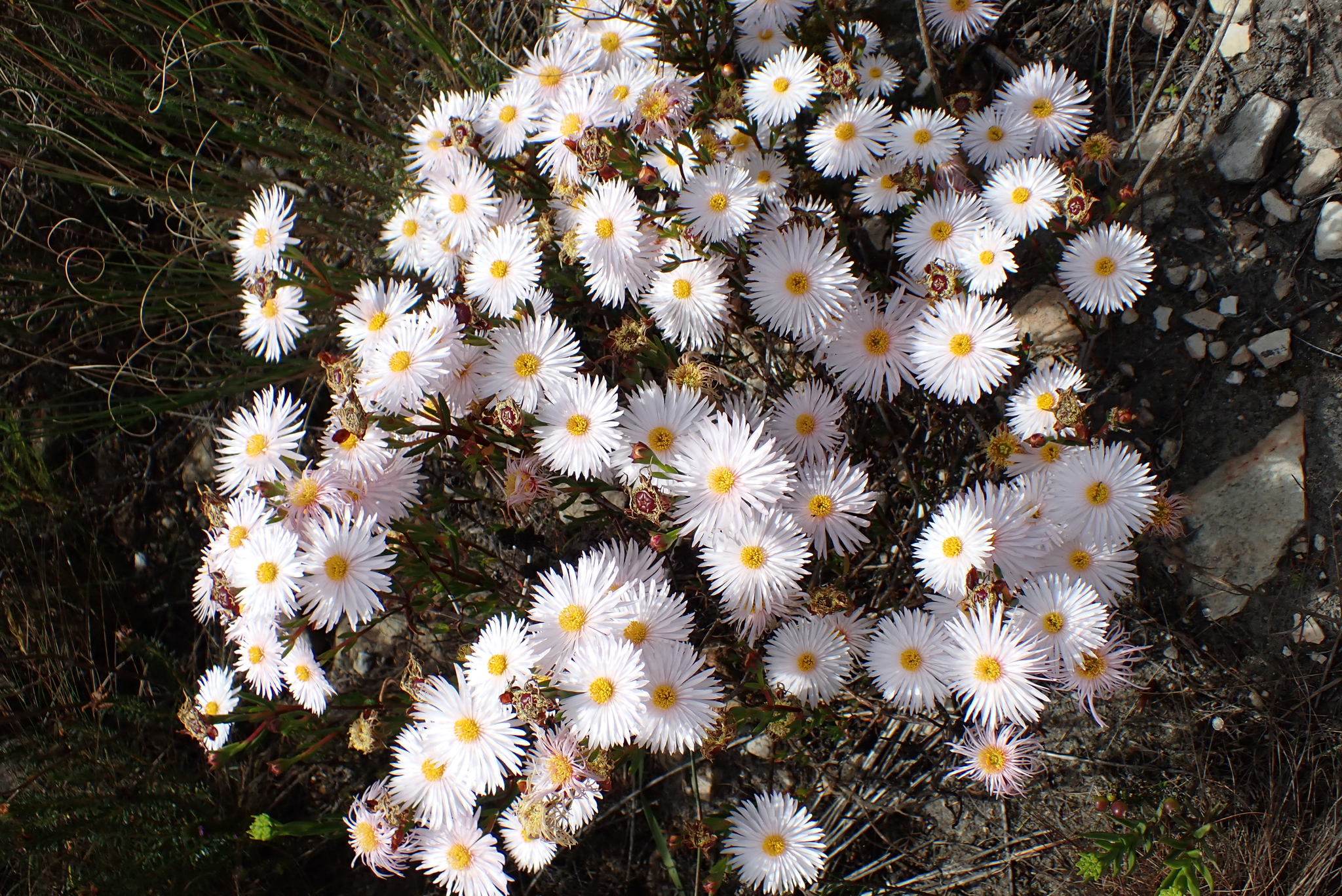 Lampranthus amabilis