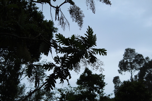 Parrotweed (Bocconia frutescens)