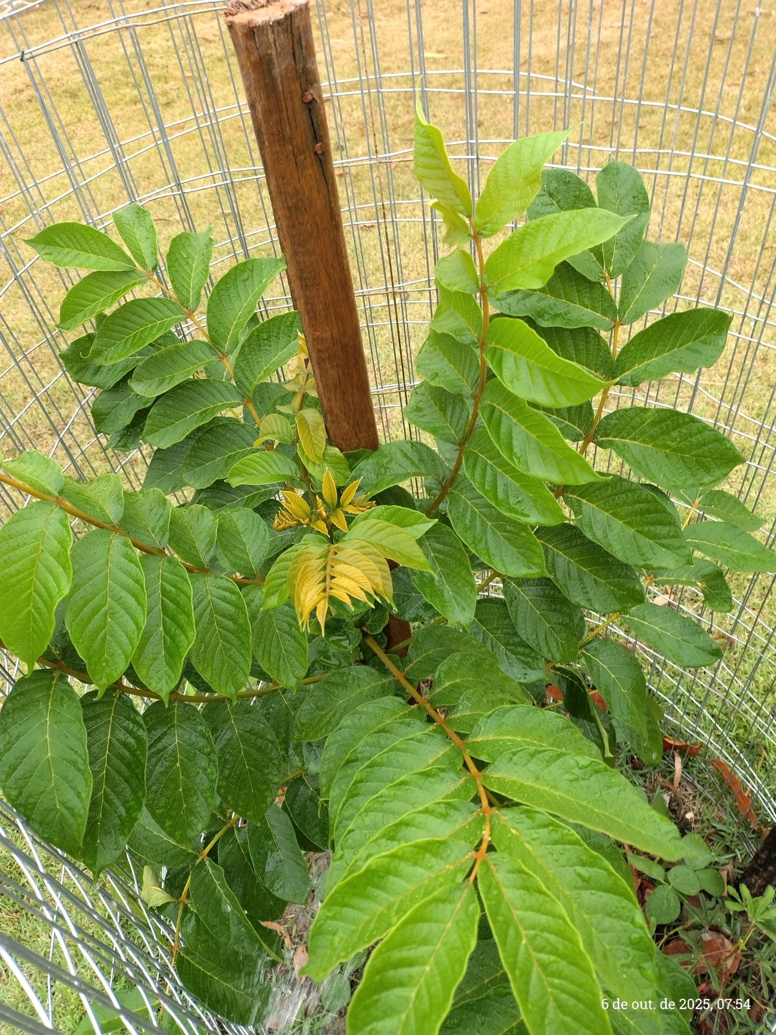 Spathodea campanulata
