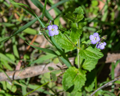 Veronica calycina