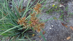 Cyperus planifolius
