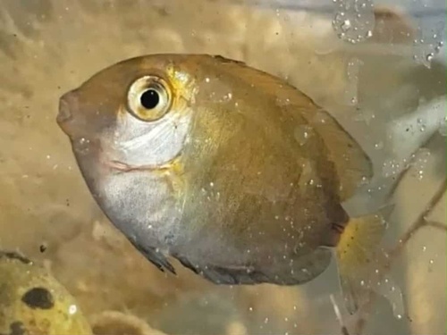 Black doctorfish (Acanthurus chirurgus) — Acanthuridae — 5