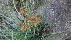 Cyperus planifolius