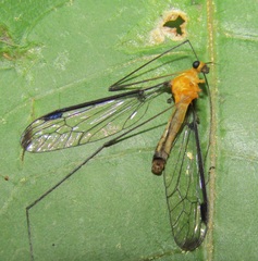 Aurotipula clara
