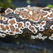 Peniophora albobadia - Photo (c) Alan Rockefeller, μερικά δικαιώματα διατηρούνται (CC BY)
