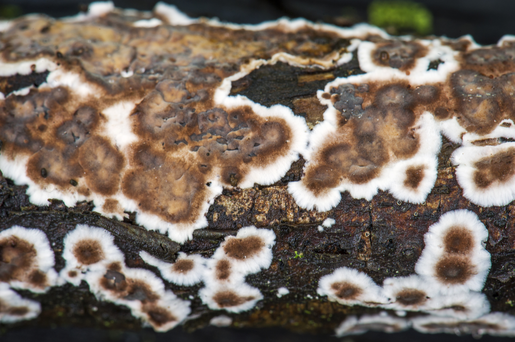 Peniophora albobadia image