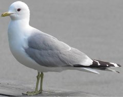 Larus canus