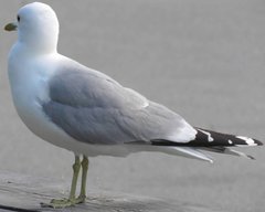 Larus canus