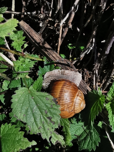 Helix pomatia