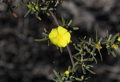 Hibbertia glabrisepala