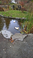 Anas platyrhynchos domesticus