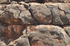 Petrogale lateralis