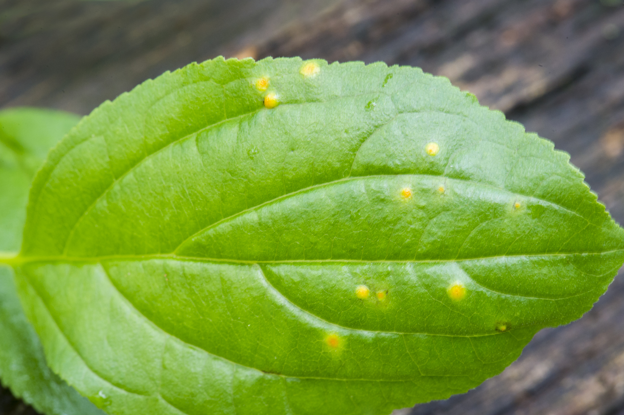 Puccinia coronata image