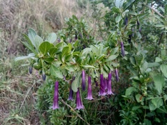 Dunalia brachyacantha