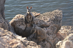 Petrogale lateralis
