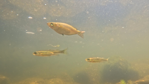 Flyspecked hardyhead (Craterocephalus stercusmuscarum) — Atherinidae