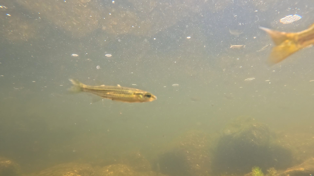 Flyspecked hardyhead (Craterocephalus stercusmuscarum) — Atherinidae