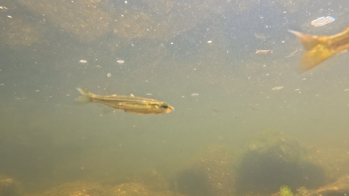 Flyspecked hardyhead (Craterocephalus stercusmuscarum) — Atherinidae
