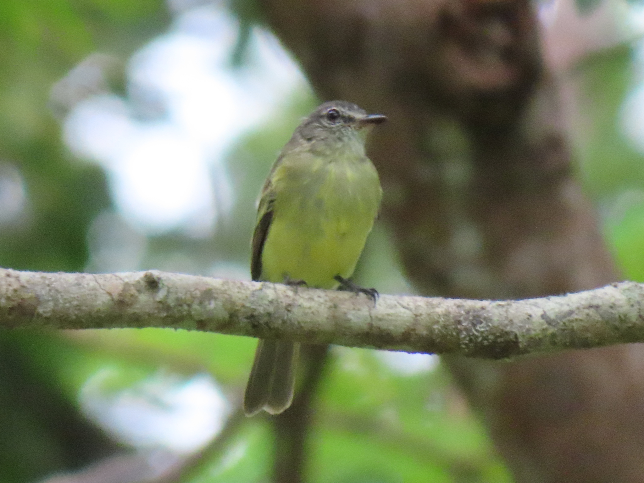 Forest Elaenia (Myiopagis gaimardii), photo 5