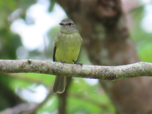 Forest Elaenia (Myiopagis gaimardii), photo 8