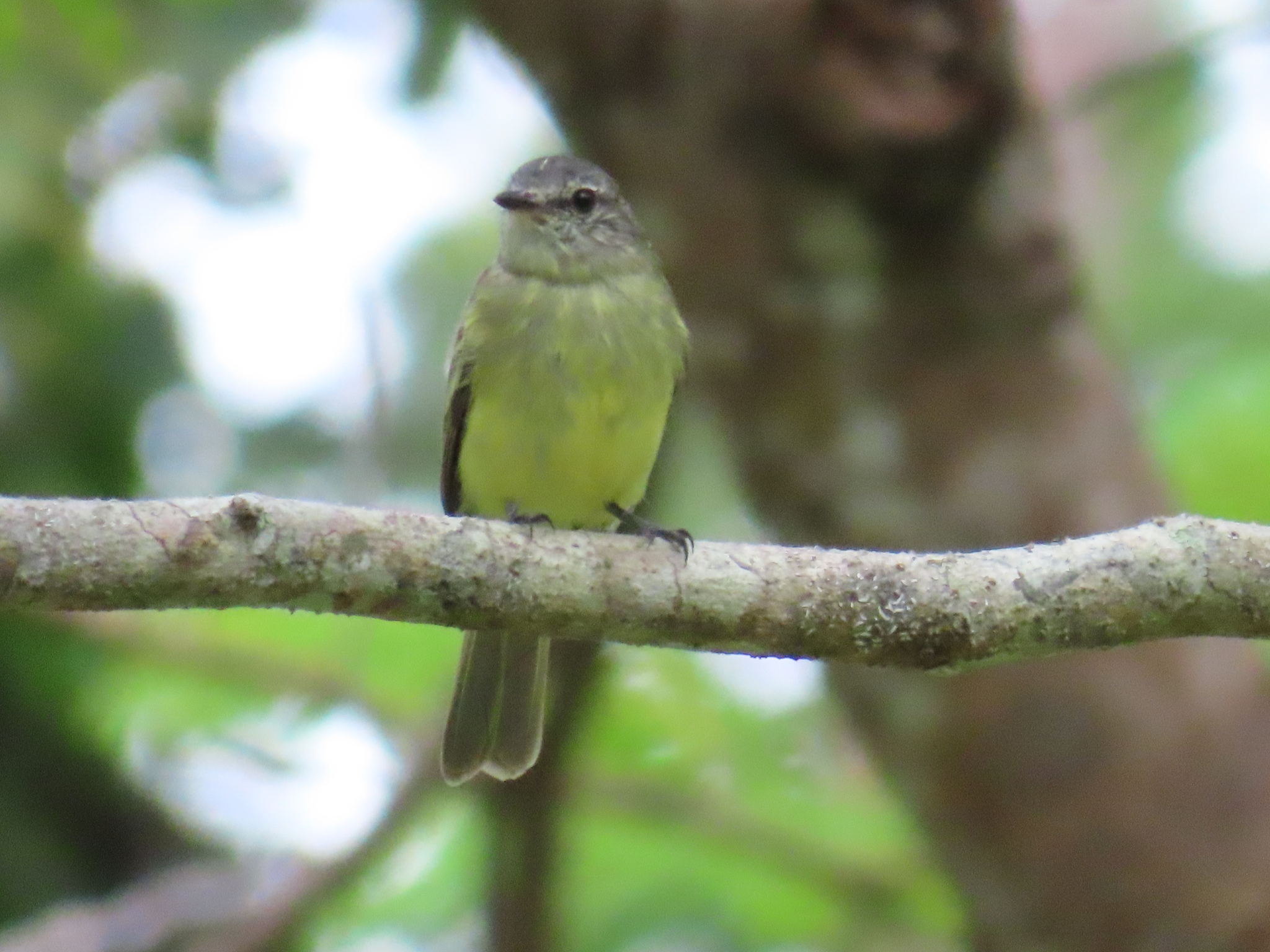 Forest Elaenia (Myiopagis gaimardii), photo 4