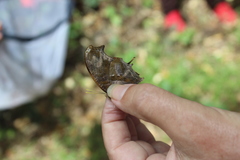 Consul fabius cecrops