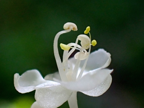 Pollia secundiflora observed 2025-10-06