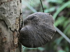 Neodictyopus dictyopus