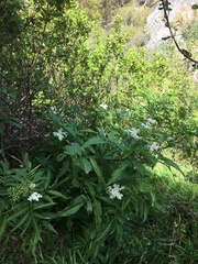 Linaceae