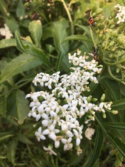 Linaceae