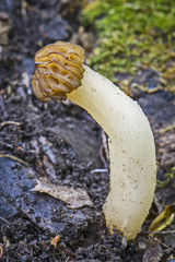 Morchella punctipes