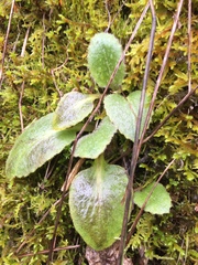 Micranthes californica