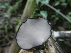 Neodictyopus dictyopus