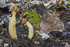Morchella punctipes