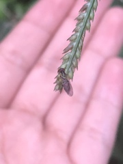 Diptera