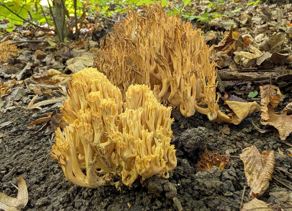 Ramaria albidoflava