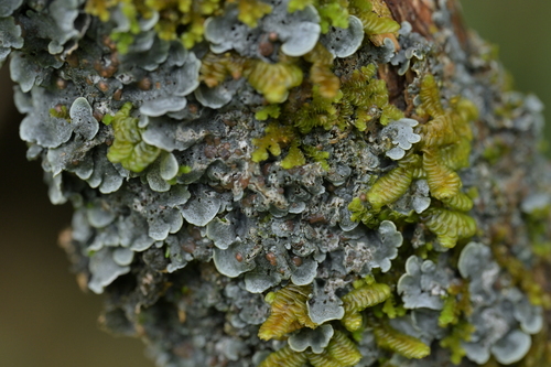 Coccocarpia erythroxyli observed 2025-10-04