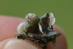 Fruiting Shell
