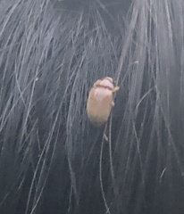 Coleoptera