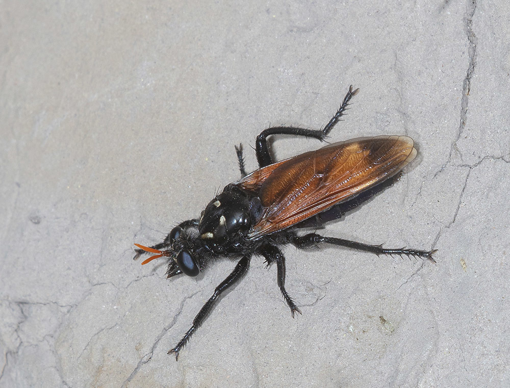 Lucifer Arthropoda