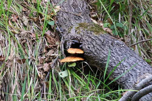 Pholiota aurivella