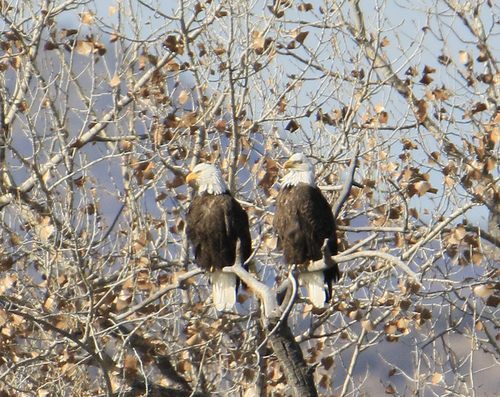 Bald Eagle photographed in New Mexico