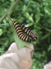 Lepidoptera