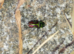 Bilyaxia concinna